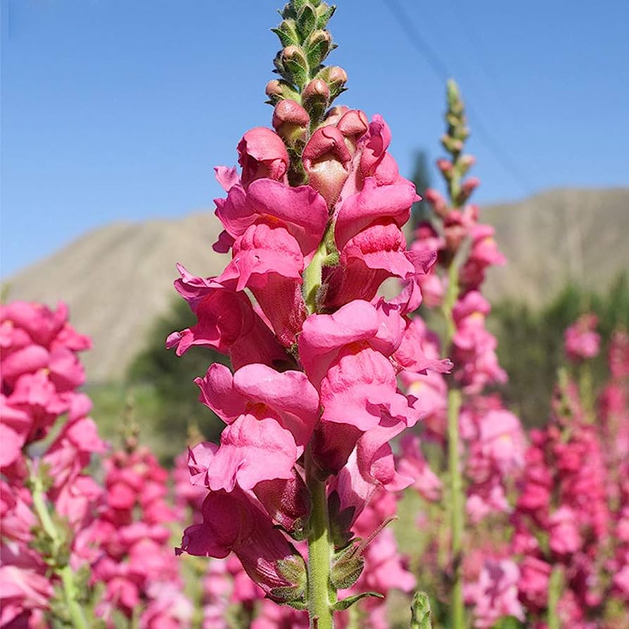 میمون یکی از گل های مناسب برای بالکن می‌باشد